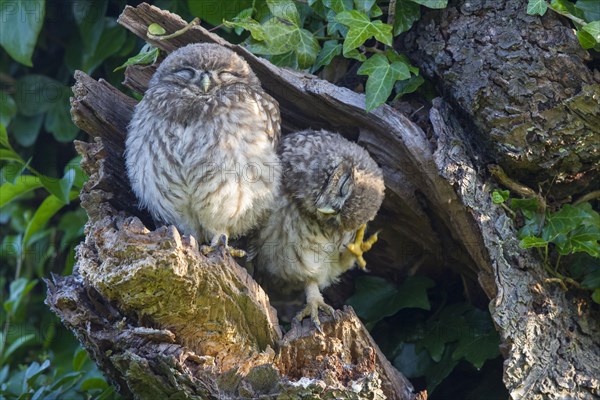 Little Owl