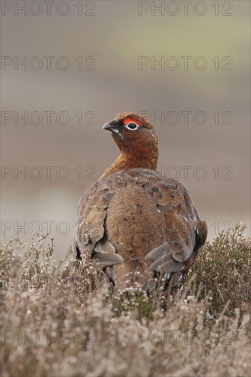 Red Grouse