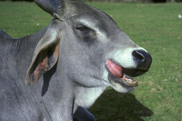 Brahman Bull