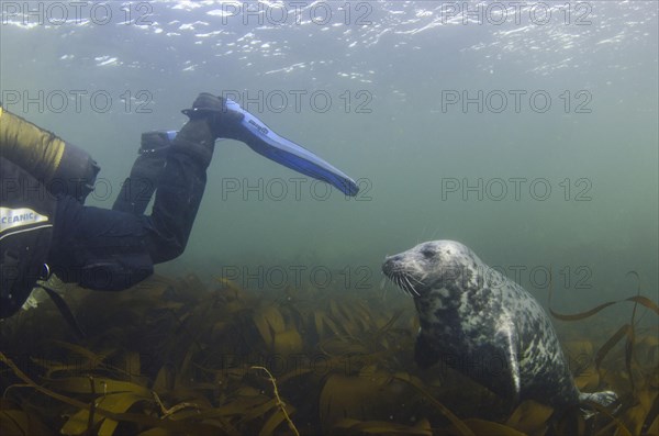 Grey seal