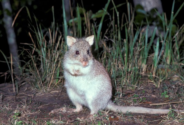 Red Rat Kangaroo