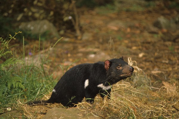 Tasmanian devil