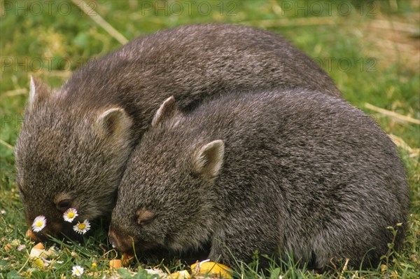 Naked-nosed wombat