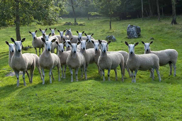 Domestic Sheep