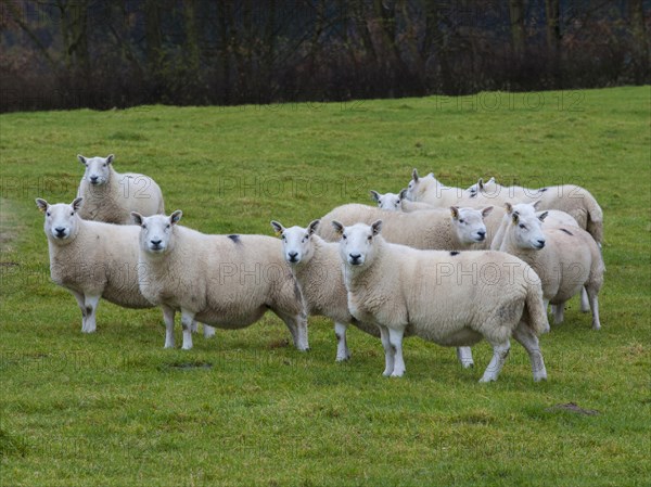 Domestic Sheep