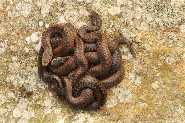 European Adder