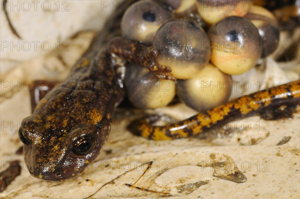 Strinati's Cave Salamander