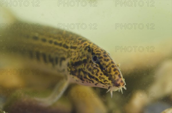 Spined loach