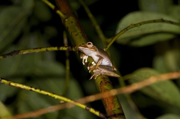 Madagascar frog