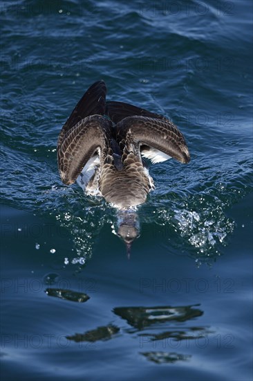 Great Shearwater