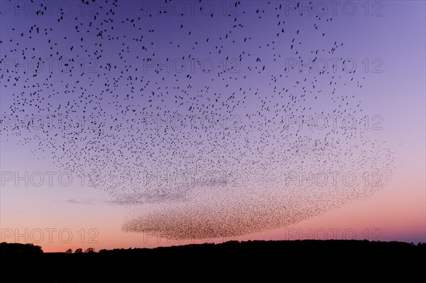 Common common starling