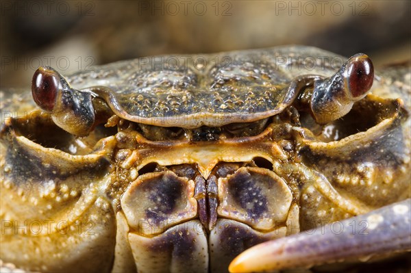 Freshwater Crab