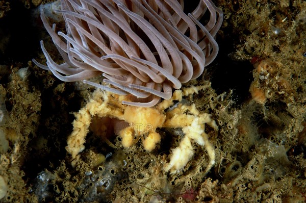 Long-legged spider crab