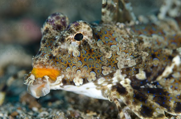 Kuiter's Dragonet