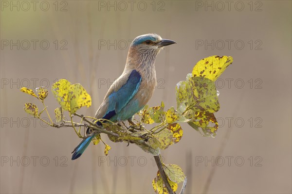 Indian indian roller