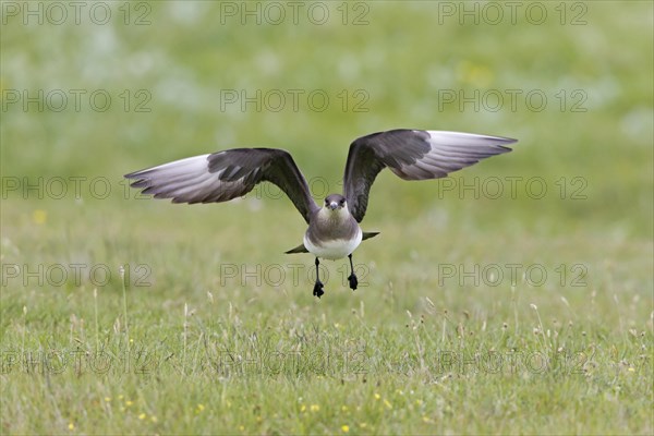 Arctic Skua