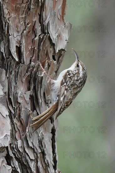 Short-toed Treecreeper