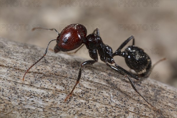 Harvester ant