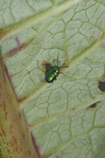 Mint Leaf Beetle