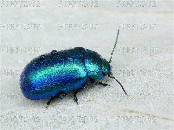 Leaf Beetle