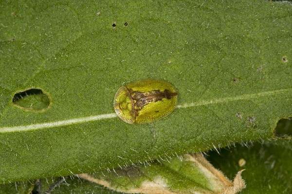 Rusty shield beetle