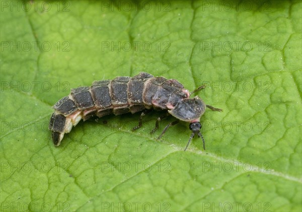 Common Glow-worm