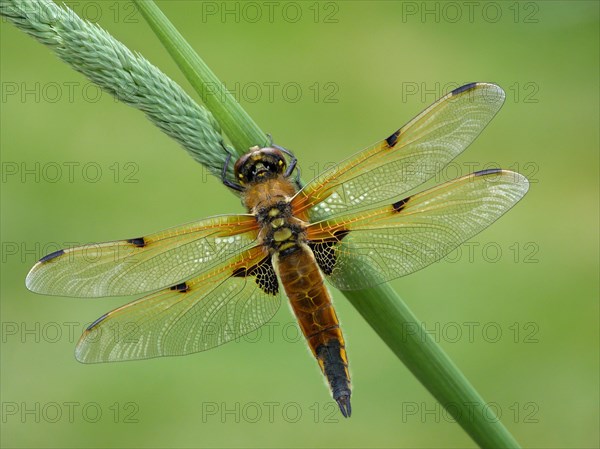 Four-spotted Chaser