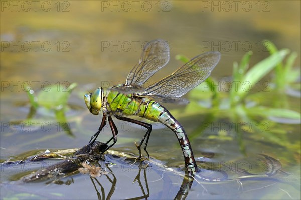 Emperor dragonflies