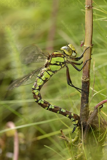 Southern southern hawker