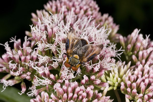 Tachinid tachinid fly