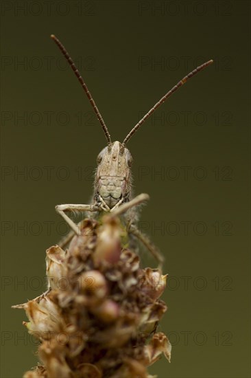 Meadow Grasshopper