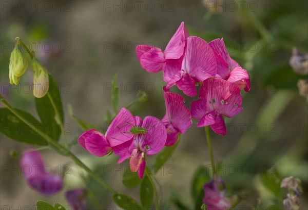 Flowering tuberous pea