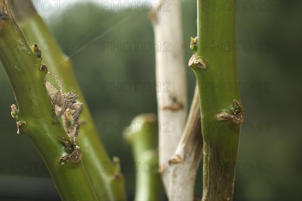 Heavy jumping spider