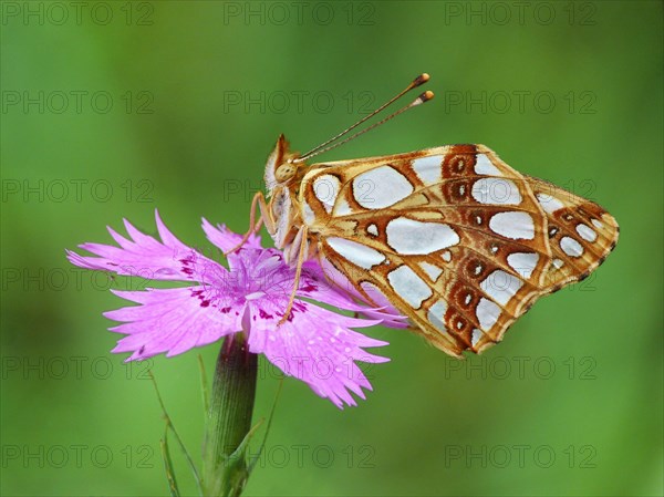 Queen of Spain Fritillary