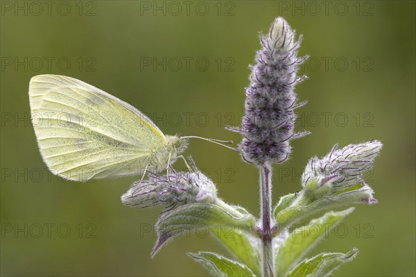 Small white