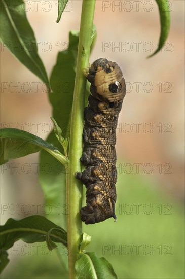 Elephant Hawkmoth