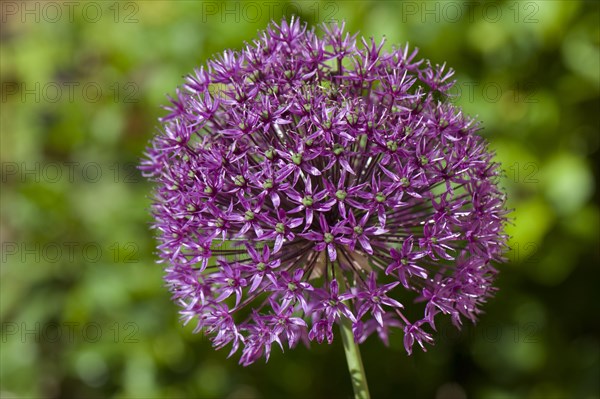 Purple flower head of