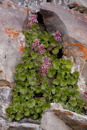 James' Saxifrage