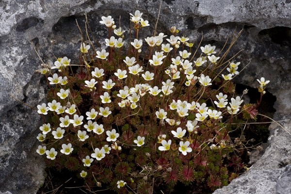 Irish saxifrage