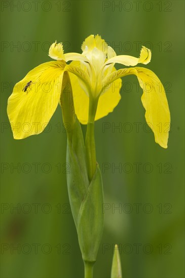 Yellow Iris