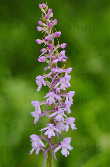 Fragrant Orchid