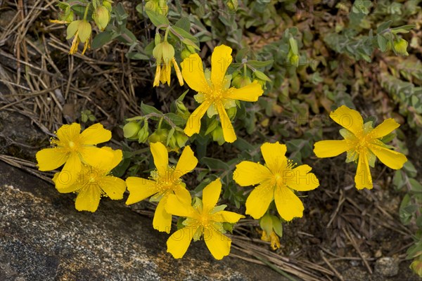 Dwarf St. John's Wort