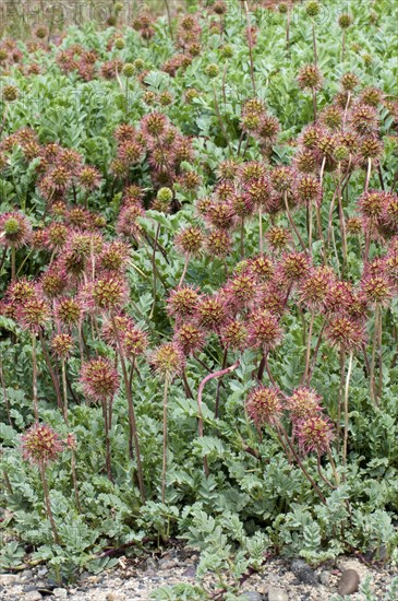 Prickly Burr