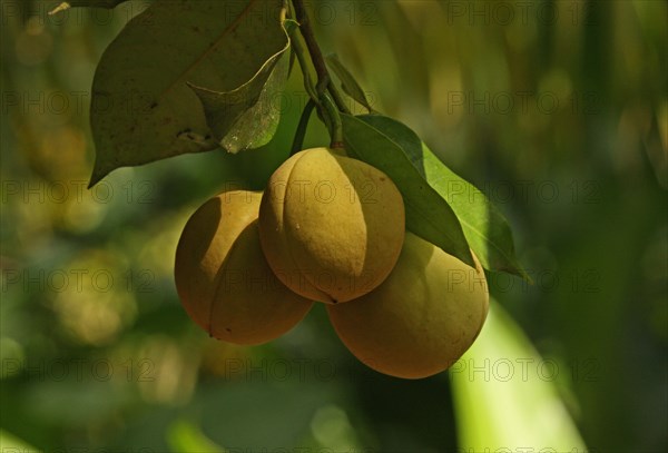 Golden june plum