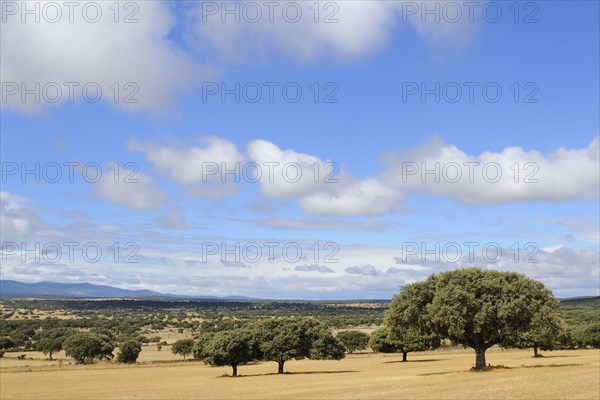 View of dehesa habitat