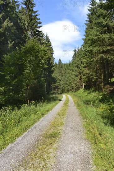 Forest path
