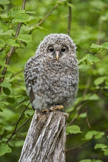 Ural owl