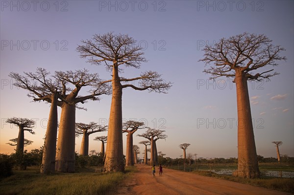 Grandidier's baobabs