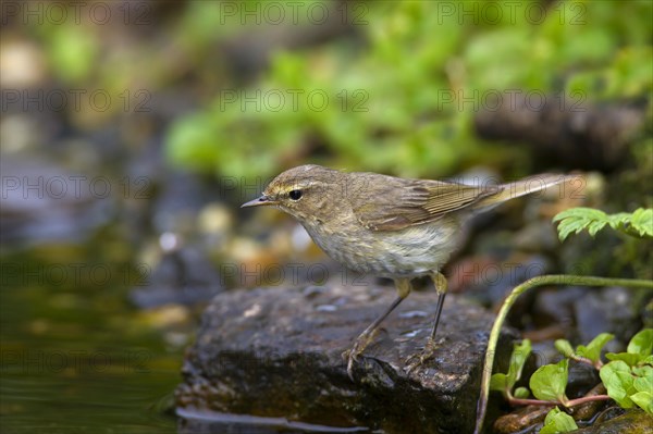 Willow warbler