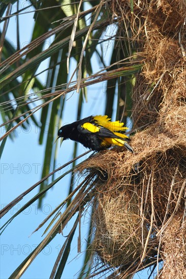 Yellow-backed Oropendola